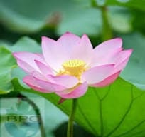 Lotus Floral Hydrosol