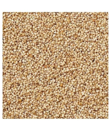 UPPAL SONS - 100 gm Khus Khus (Poppy seeds) (Pack of 1)