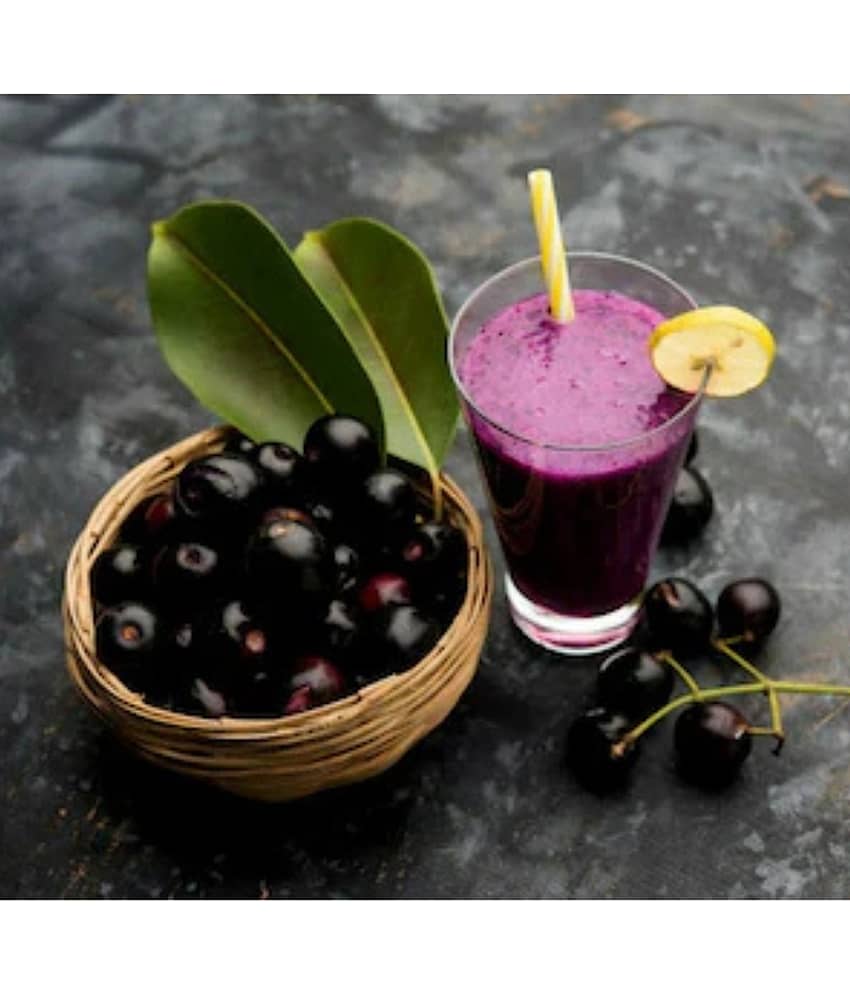 Live Plants, Java Plum,  Black Plum,  Black Jamun,  (Syzygium cumini) – Healthy Live Fruit Plant