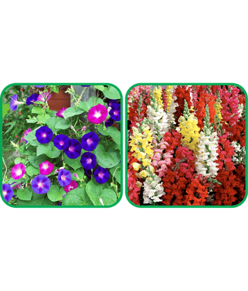 Aero Seeds Antirrhinum Mix Color (50 Seeds) And Morning Glory Mix Color (50 Seeds) Flower Seeds Pack