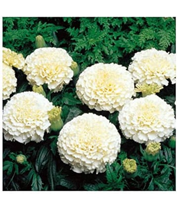 WHITE MARIEGOLD 50 seeds pack with cocopeat and user manual