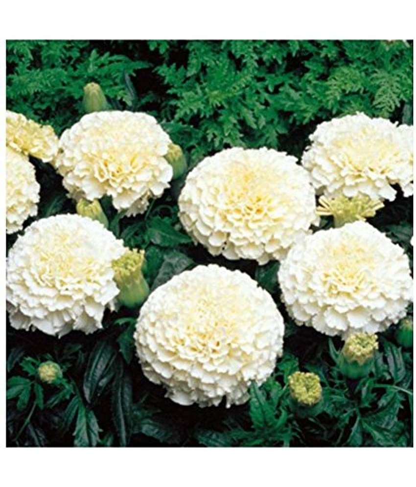 WHITE MARIEGOLD 50 seeds pack with cocopeat and user manual