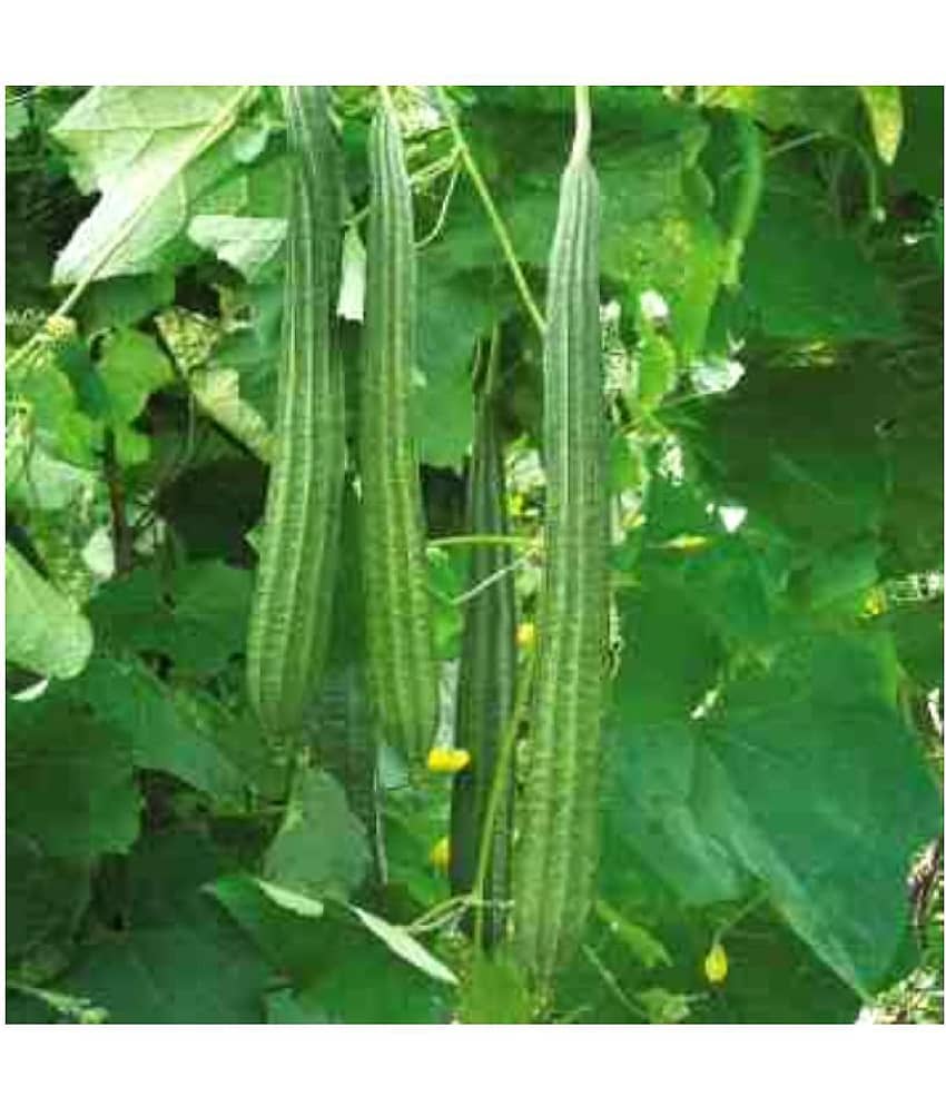 Recron Seeds - Ridge Gourd (Toree) Vegetable ( 50 Seeds )