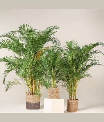 homeagro - Areca palm Plant ( 5 Seeds )