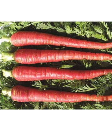 Carrot Seeds, Red Carrot Seeds, Gajar Seeds Pack of 300 Gaajar Seeds