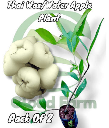 Cloud Farm Outdoor Fruit Plant ( Pack of 2 )