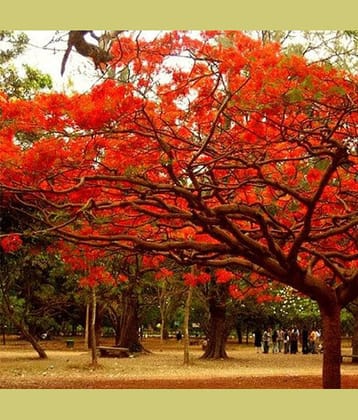 CLASSIC GREEN EARTH - Gulmohar Flower ( 15 Seeds )