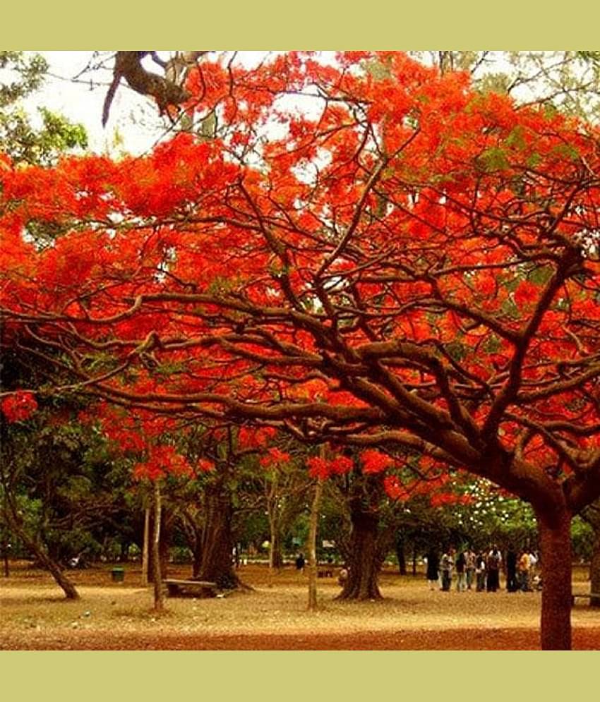 CLASSIC GREEN EARTH - Gulmohar Flower ( 15 Seeds )