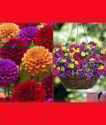 Homeagro Seeds Combo - Dahlia Mixed Flower ( 25 Seeds ) and petunia flower mix ( 50 seed)