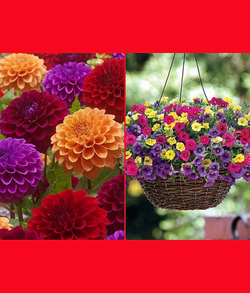 Homeagro Seeds Combo - Dahlia Mixed Flower ( 25 Seeds ) and petunia flower mix ( 50 seed)