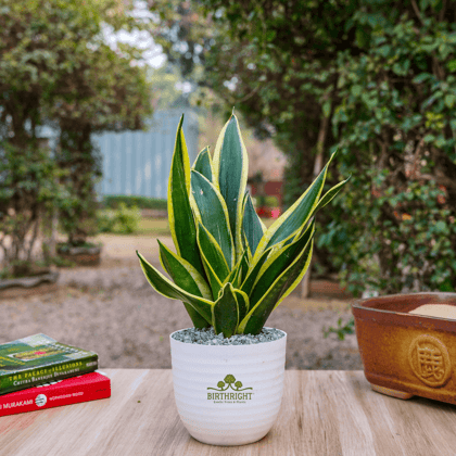 Birthright || Sanseveria Snake || Plant