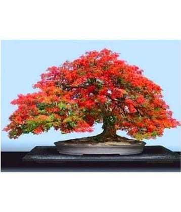 Variety House bonsai Gulmohar Bonsai ForÃ¢ Bonsai Lovers Tree Seeds