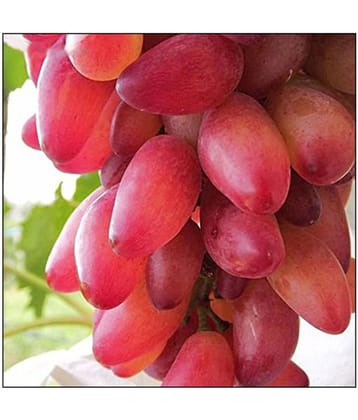 Futaba Red Grape Seeds Fruit Seeds