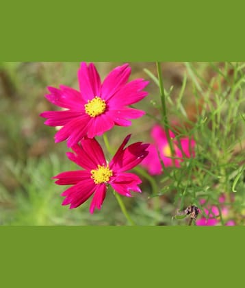 homeagro - Cosmos Mixed Flower ( 20 Seeds )