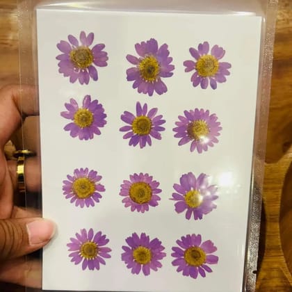 Pressed Flowers - 12 Flowers in 1 Purple