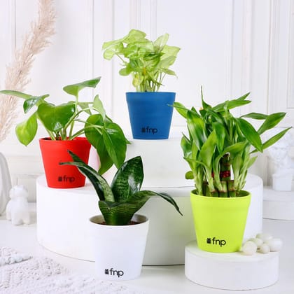 Bamboo Syngonium Sansevieria Money Plant Set
