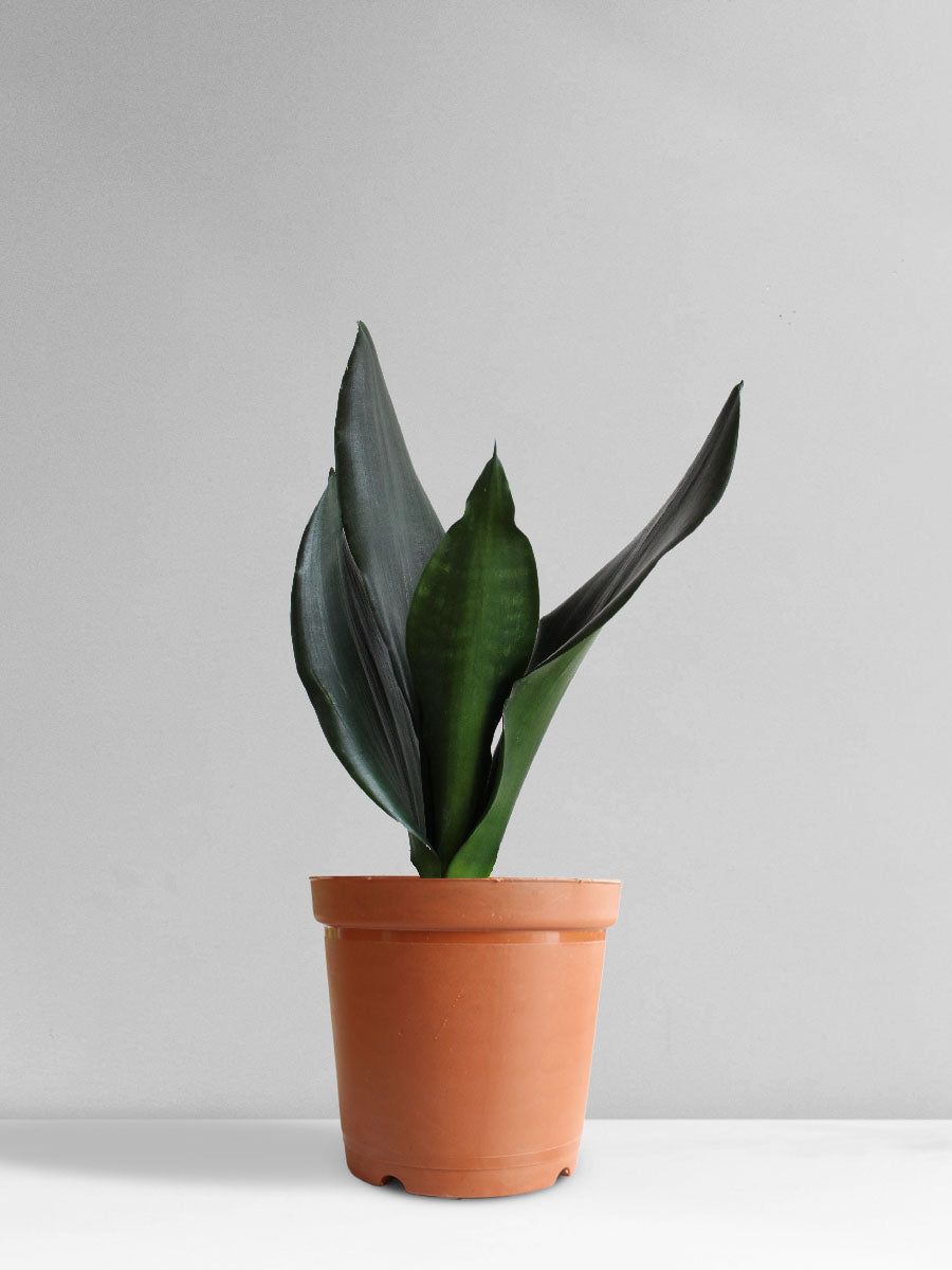 Snake Plant Black Dragon (Medium)