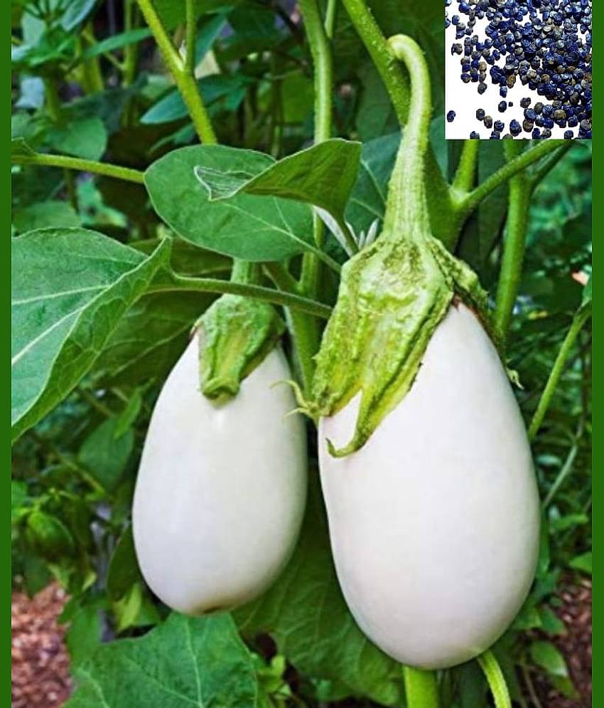 homeagro - Brinjal Vegetable ( 50 Seeds )
