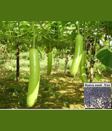 Bottle Gourd (Lattu Ghiya - Dhari Loki) Seed (Pack of 15 Seed ) + free seeds