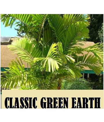 Areca Palm/Butterfly Palm/Dypsis Lutescens Ornamental Tree Seeds (10 Seeds) with growing cocopeat