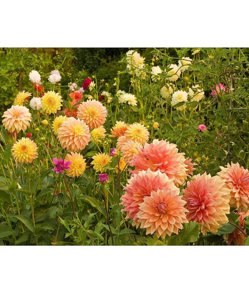 HN organic seed - Dahlia Mixed Flower ( 25 Seeds )