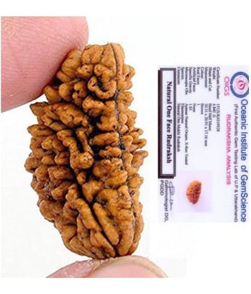 1 mukhi rudraksha original / one faced Rudraksha 100% original Lab certified 1 face mukhi rameshwaram beads / Divine Almighty Genuine Rudraksha by RUDRA DIVINE / guaranty of Originality