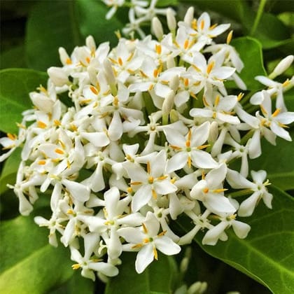 Chinese Ixora Flowers Plant (White)