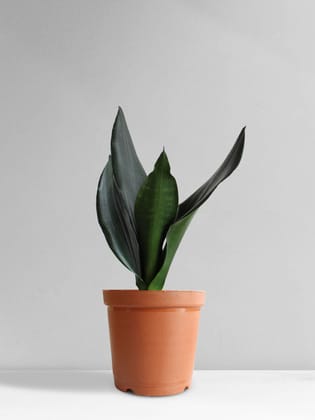 Snake Plant Black Dragon (Medium) Snake Plant Black Dragon (Medium)