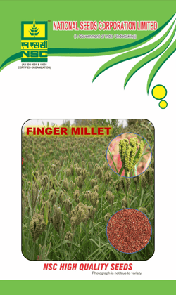 NSC Finger Millet (Ragi) Seed, Variety: VL-379, 1Kg