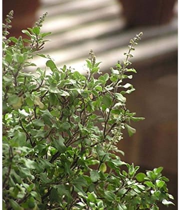 Creative Farmer Tulsi GardeningGreen Basil Herb Seeds