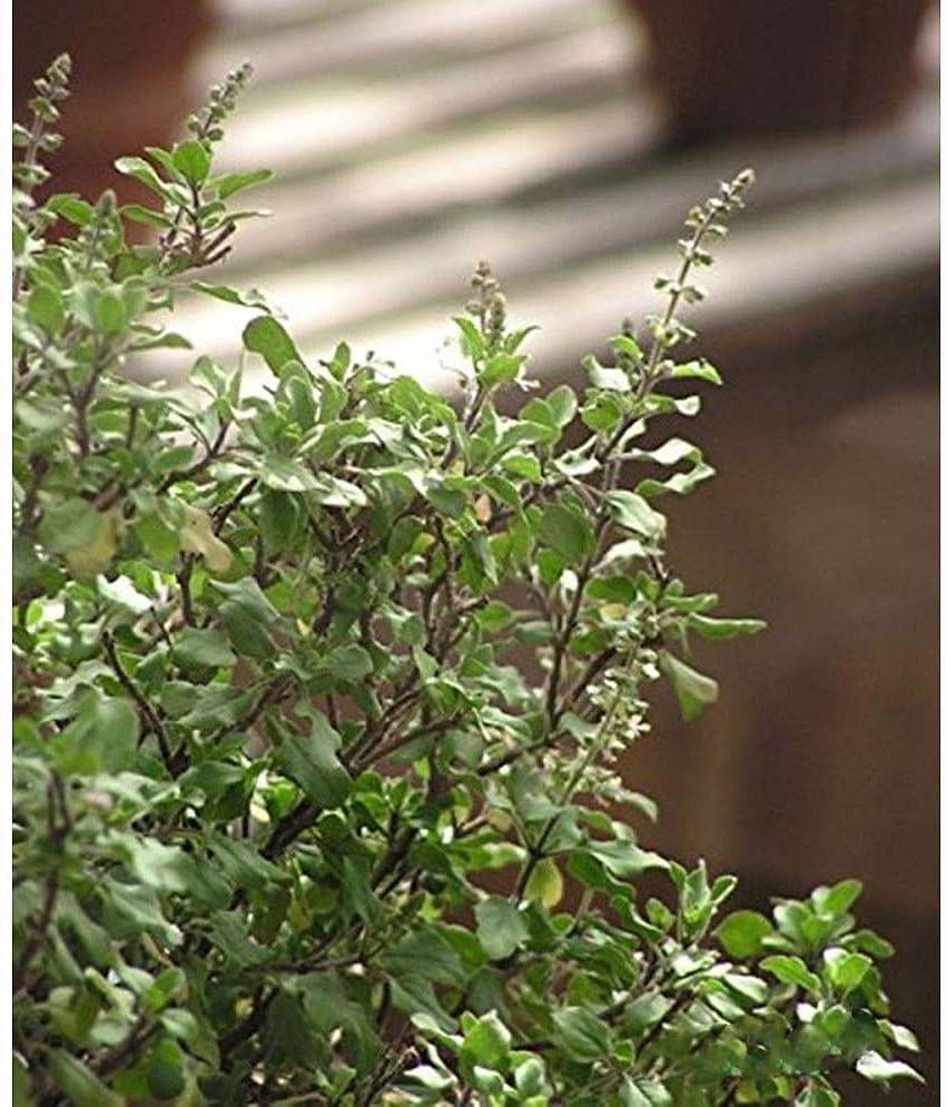 Creative Farmer Tulsi GardeningGreen Basil Herb Seeds
