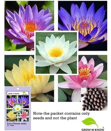 grow n know Lotus Flower ( 15 Seeds )
