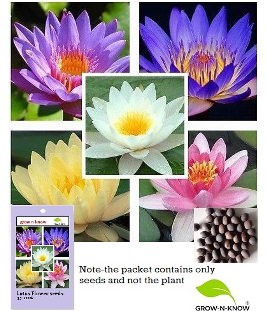 grow n know Lotus Flower ( 15 Seeds )