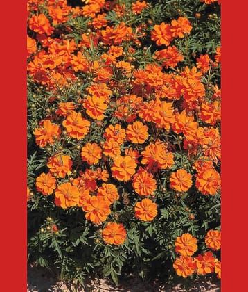 homeagro - Cosmos Mixed Flower ( 20 Seeds )
