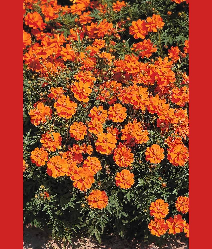 homeagro - Cosmos Mixed Flower ( 20 Seeds )