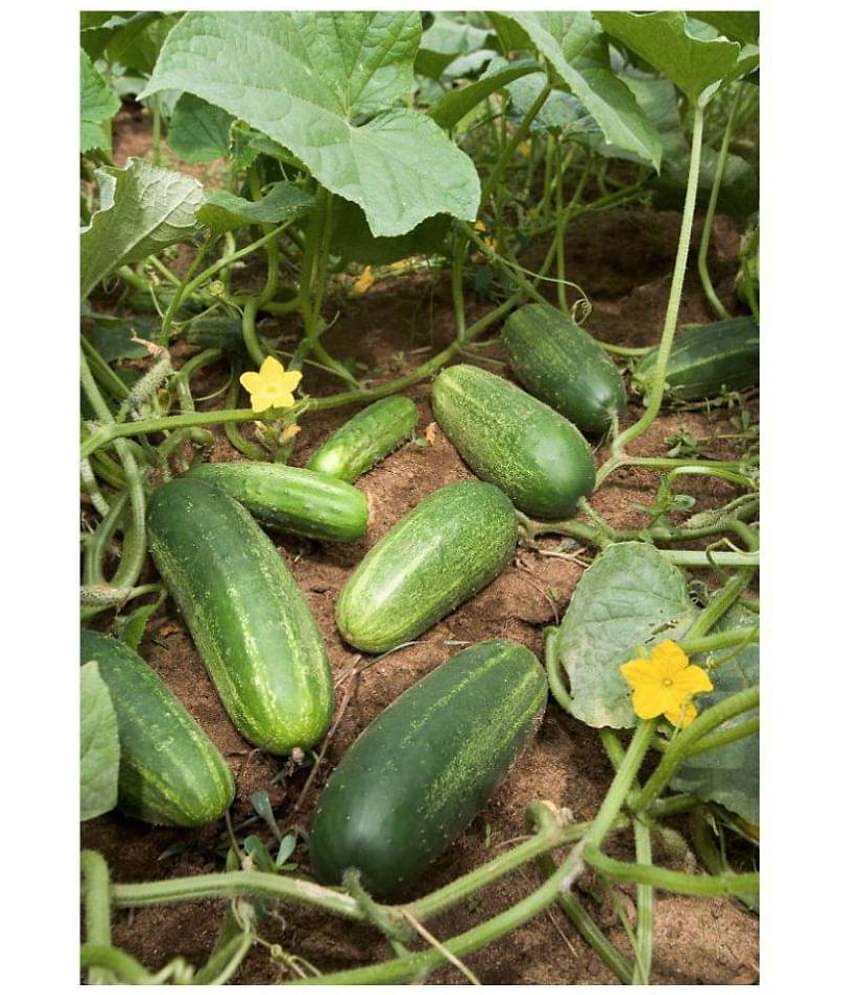Cucumber Seeds by Jubilant