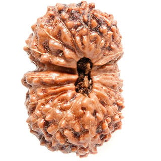 100 natural 21 Mukhi rudraksha beads for boys and girls