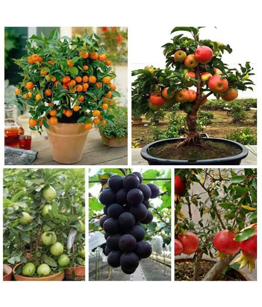 Dwarf Fruits Seeds Mega Combo of - Apple, Lemon, Grapes, Pomegranate & Guava 10 Seeds Eachuava 10 Seeds Each