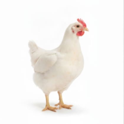Fresh Whole Chicken - 1 kg - One whole fresh chicken