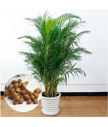 Areca palm plant seed ( 10 seed ) for home gardeing use indoor and outdoor with cocoopeat free with user manual.