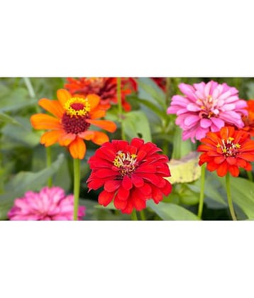 HN organic seed - Zinnia Mixed Flower ( 20 Seeds )