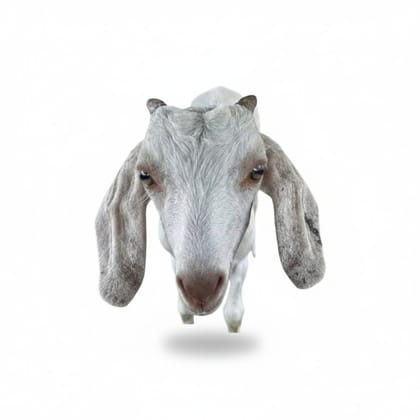 Fresh Farm-Raised Goat Meat - 10 kg - One unit of fresh goat meat
