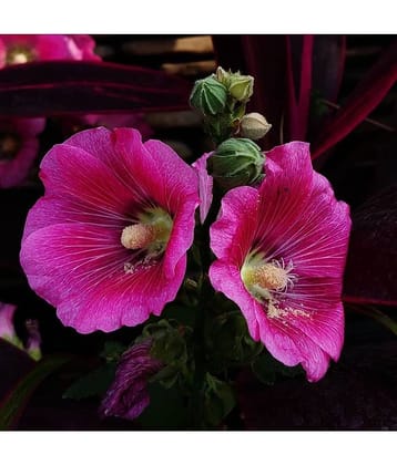 CLASSIC GREEN EARTH - Hollyhock Flower ( 25 Seeds )