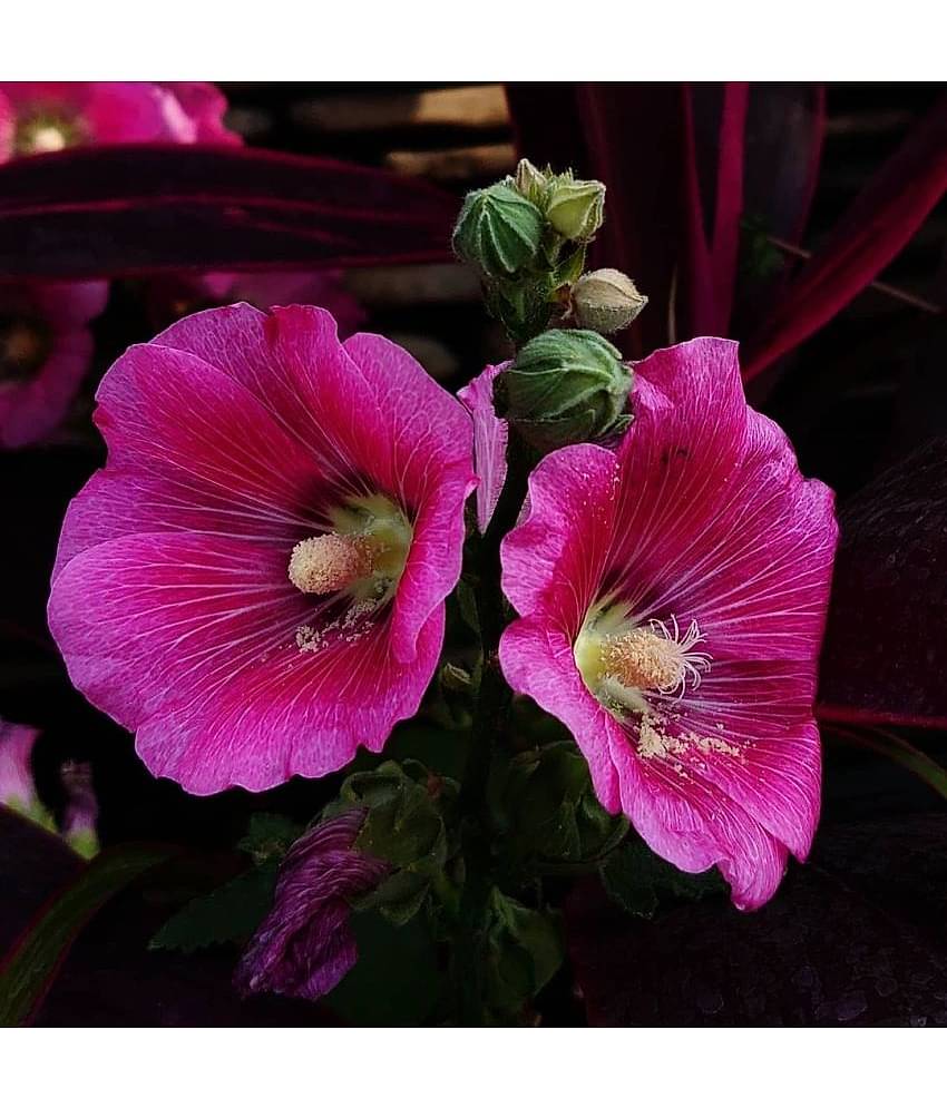 CLASSIC GREEN EARTH - Hollyhock Flower ( 25 Seeds )
