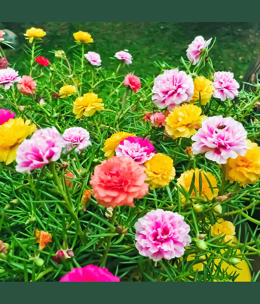 Portulaca Grandiflora Double Mix Flower Seeds - Pack of 30 Seeds