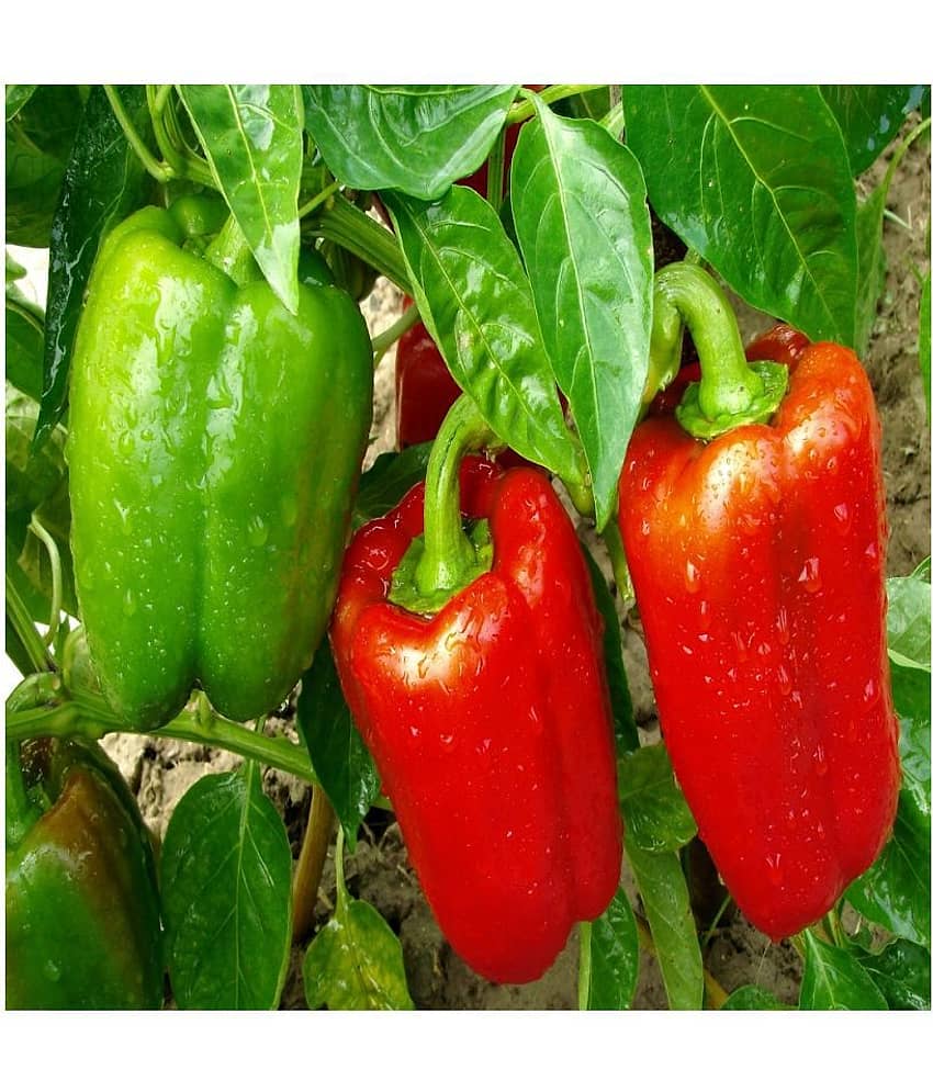seeds Hybrid Capsicum Seed (75 per packet)