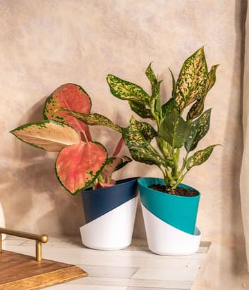 Set of 2 Plant/Succulent in Self Watering Planters-Aglaonema Valentine + Aglaonema Snow White
