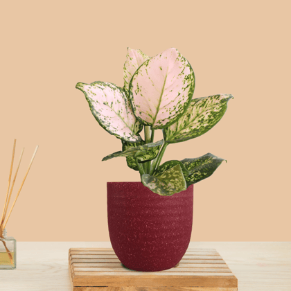Aglaonema Pink Valentine (Small) in Eco Pot