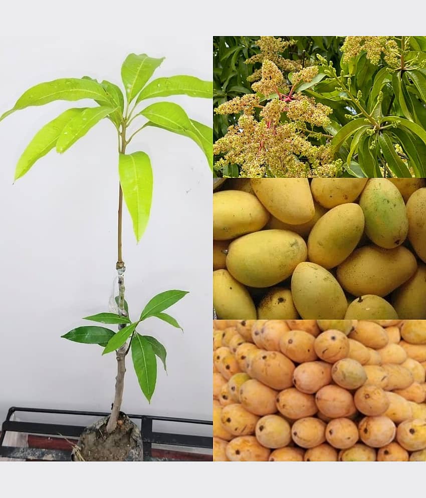 Cloud Farm Outdoor Mango Fruit Plant Pack of 1