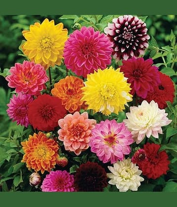 Mix type Dahlia flower 100 seeds pack with free Free cocopeat and user manual for your garden